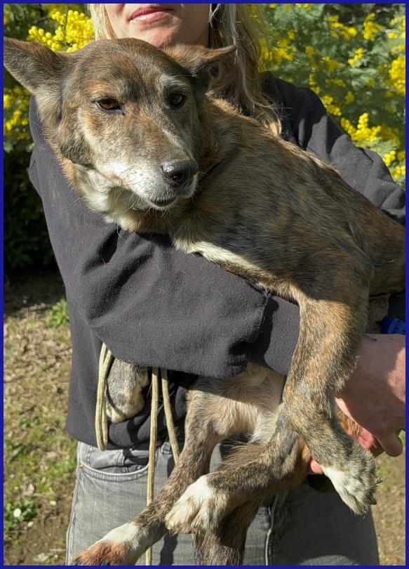 WILMA FLINSTONES, NONNINA TIGRATA RECUPERATA DA UN CANILE IN EMERGENZA! Foto 3