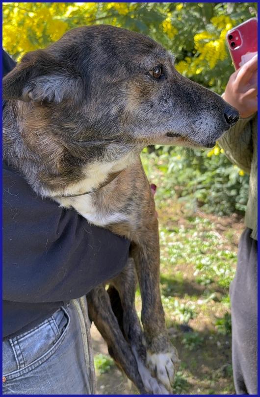 WILMA FLINSTONES, NONNINA TIGRATA RECUPERATA DA UN CANILE IN EMERGENZA! Foto 4