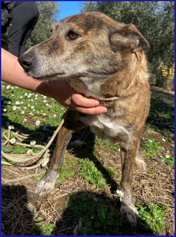 WILMA FLINSTONES, NONNINA TIGRATA RECUPERATA DA UN CANILE IN EMERGENZA! Foto 5