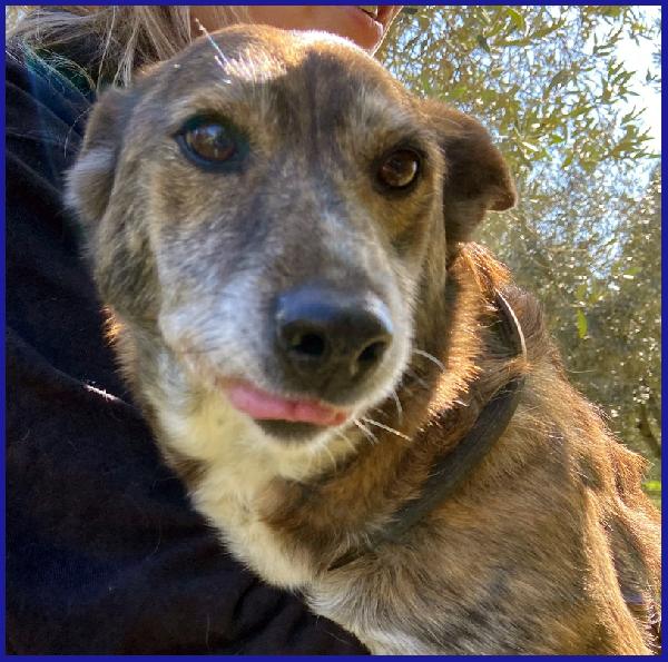 WILMA FLINSTONES, NONNINA TIGRATA RECUPERATA DA UN CANILE IN EMERGENZA! Foto 6