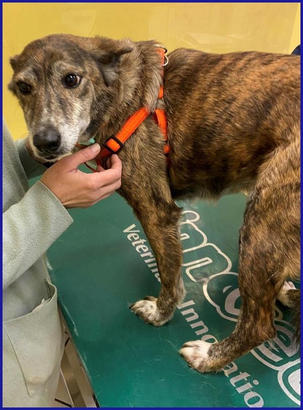 WILMA FLINSTONES, NONNINA TIGRATA RECUPERATA DA UN CANILE IN EMERGENZA! Foto 7