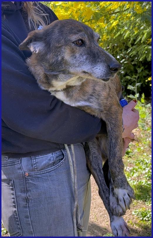 WILMA FLINSTONES, NONNINA TIGRATA RECUPERATA DA UN CANILE IN EMERGENZA! Foto 8
