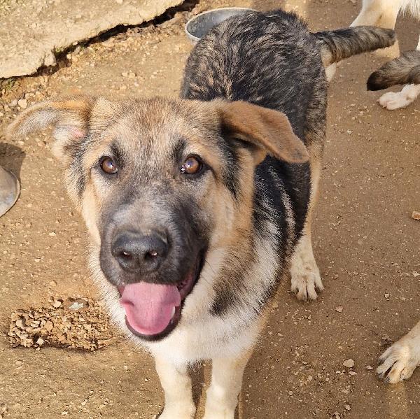 Draco Non Deve Spegnersi In Canile!