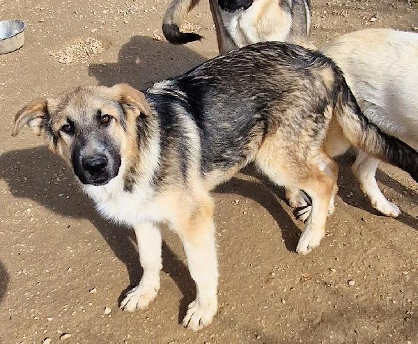 DRACO NON DEVE SPEGNERSI IN CANILE! Foto 2