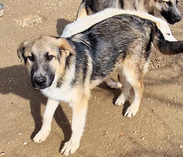 DRACO NON DEVE SPEGNERSI IN CANILE! Foto 3