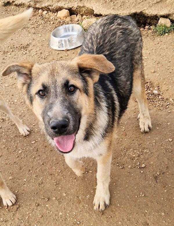 DRACO NON DEVE SPEGNERSI IN CANILE! Foto 4