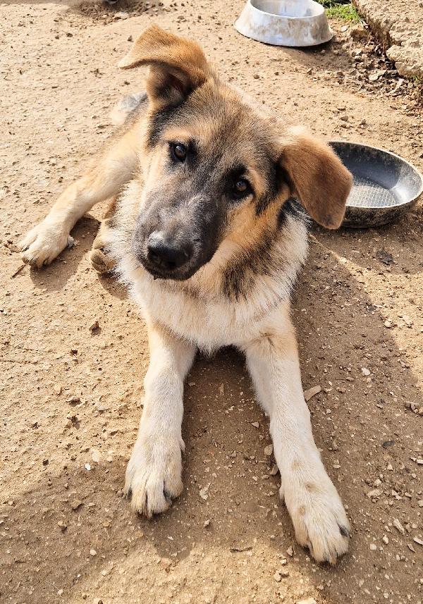 DRACO NON DEVE SPEGNERSI IN CANILE! Foto 6