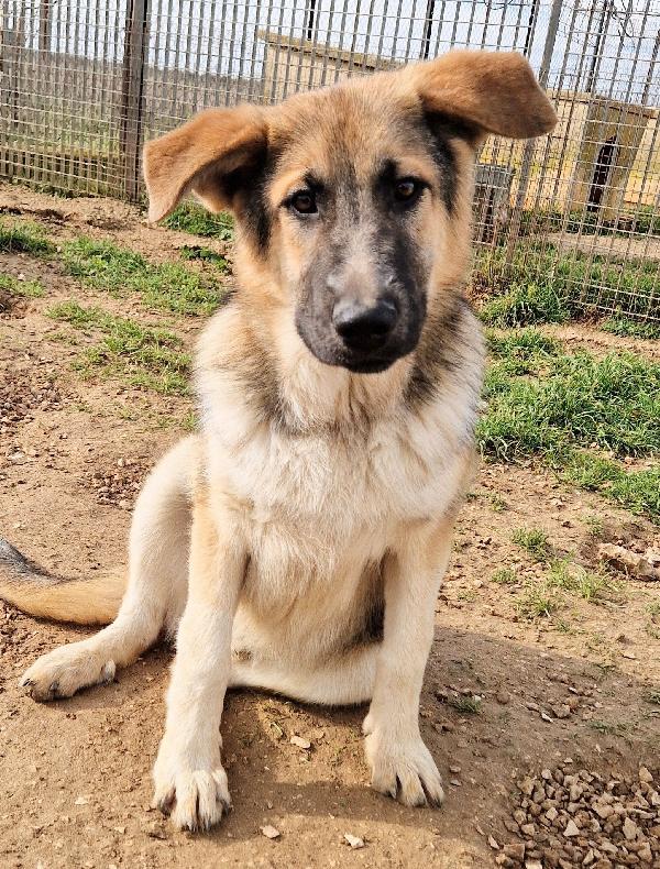 DRACO NON DEVE SPEGNERSI IN CANILE! Foto 7