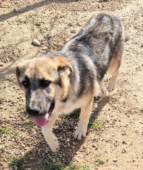 DRACO NON DEVE SPEGNERSI IN CANILE! Foto 8