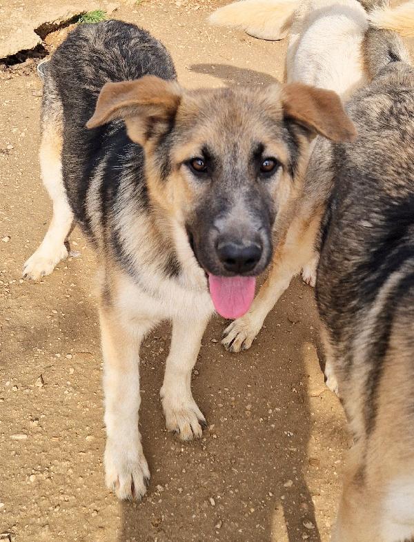 DRACO NON DEVE SPEGNERSI IN CANILE! Foto 9