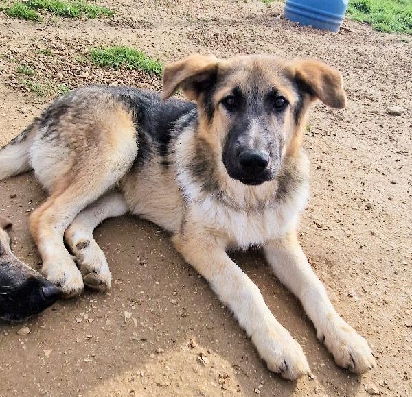 DRACO NON DEVE SPEGNERSI IN CANILE! Foto 10