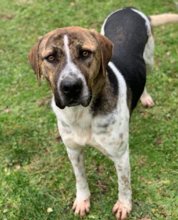 Perù Bellissimo 4Anni In Canile Da Sempre.lazio