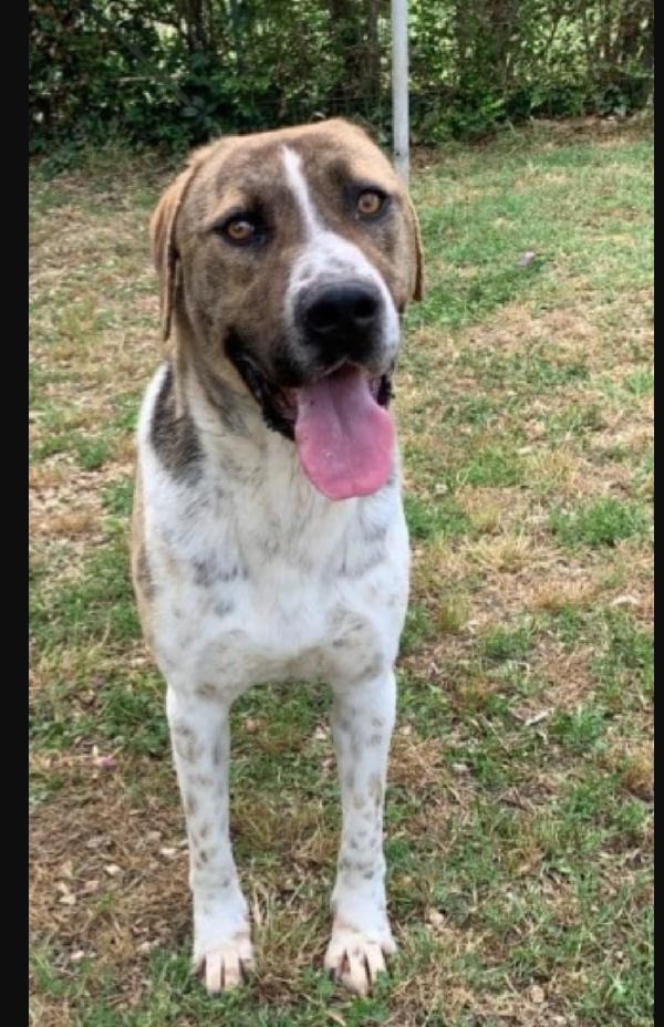 Perù bellissimo 4anni in canile da sempre.LAZIO Foto 3