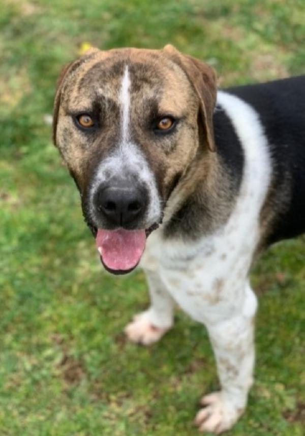 Perù bellissimo 4anni in canile da sempre.LAZIO Foto 4