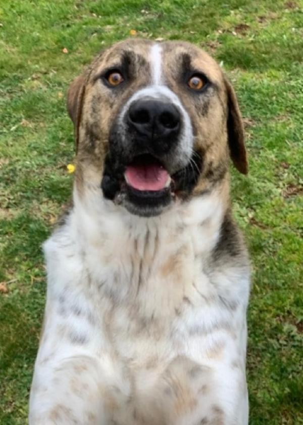 Perù bellissimo 4anni in canile da sempre.LAZIO Foto 5