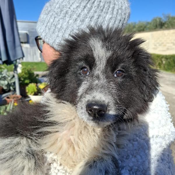 Re Giorgio Cerca Famiglia. Info Adozione Monica 3890238584