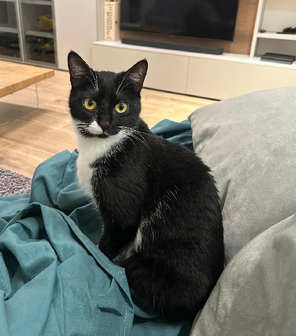 JAMIE e EMY , adorabili gatti da adottare! Foto 5