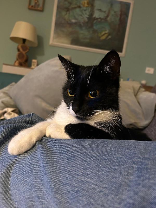 JAMIE e EMY , adorabili gatti da adottare! Foto 6