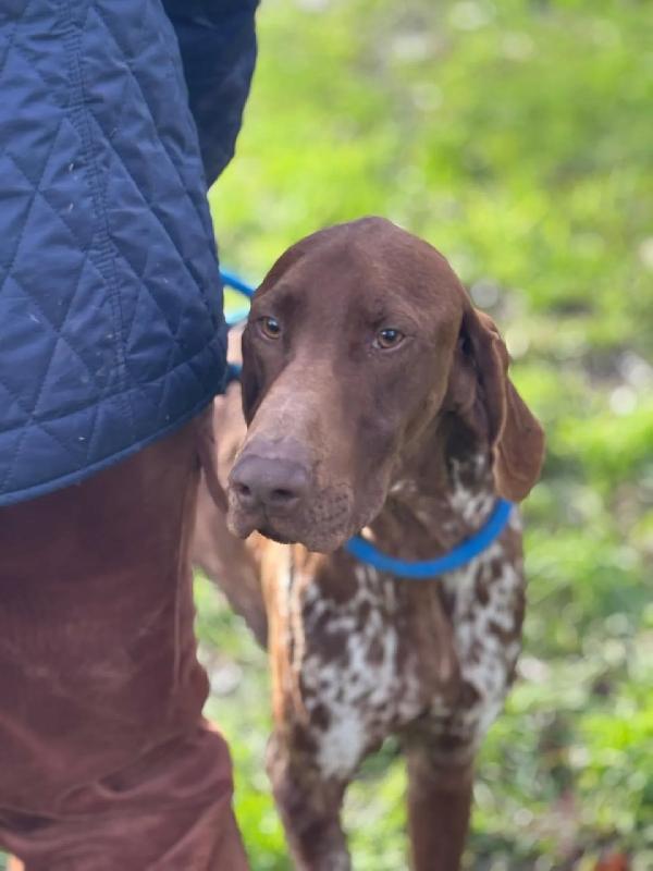 ALBERTO bracco tedesco puro cerca casa - in adozione  Foto 2