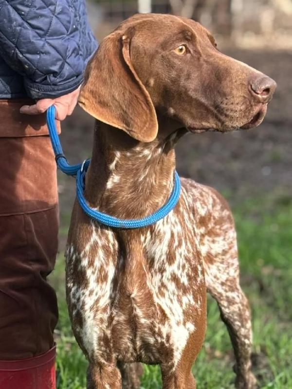 ALBERTO bracco tedesco puro cerca casa - in adozione  Foto 3
