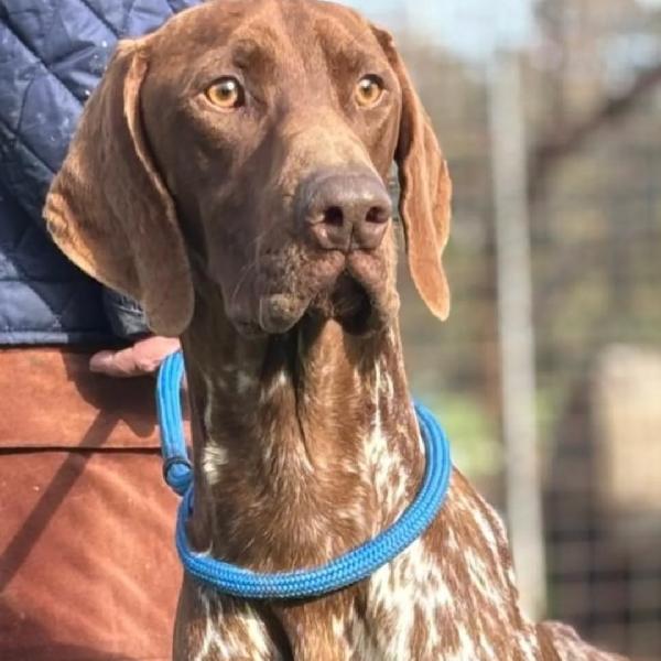 ALBERTO bracco tedesco puro cerca casa - in adozione  Foto 4