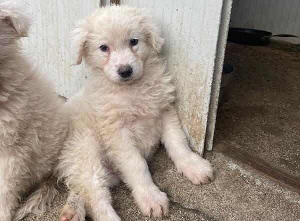 Tenere Nuvolette Bianche