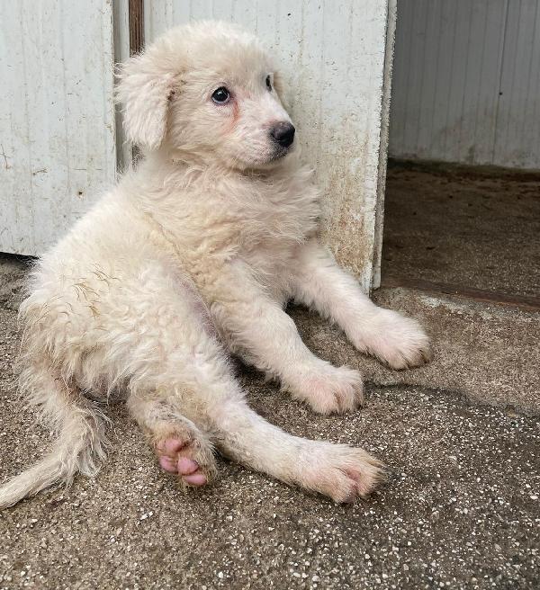 TENERE NUVOLETTE BIANCHE Foto 4