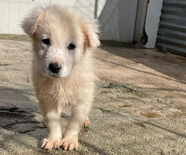 TENERE NUVOLETTE BIANCHE Foto 6