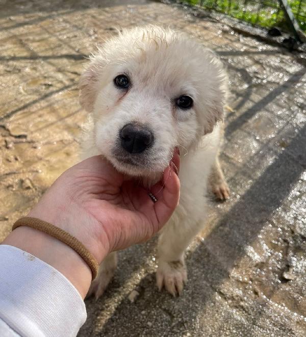 TENERE NUVOLETTE BIANCHE Foto 7