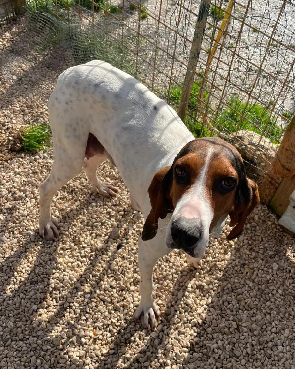 PENELOPE SPLENDIDA SEGUGINA Foto 3