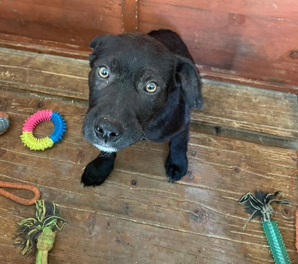 Tenero Cucciolotto Nero