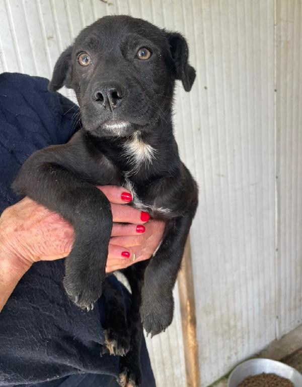 TENERO CUCCIOLOTTO NERO Foto 2