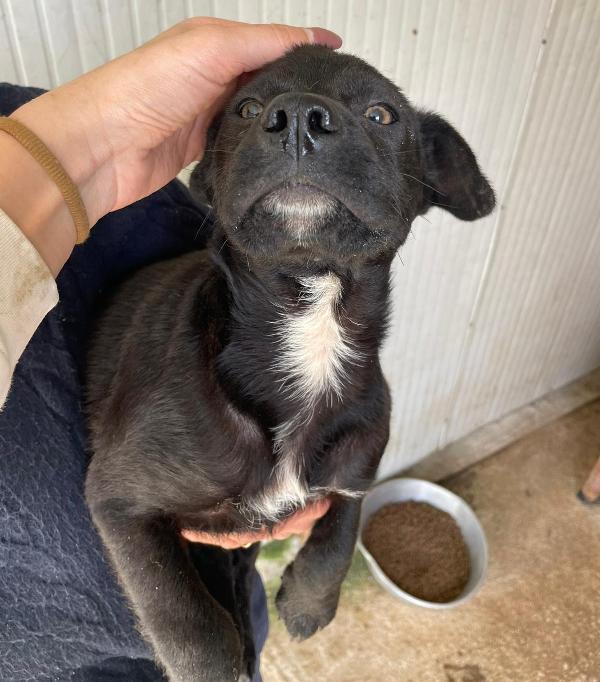 TENERO CUCCIOLOTTO NERO Foto 3