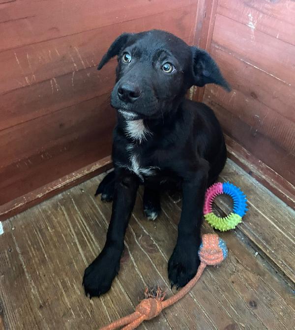 TENERO CUCCIOLOTTO NERO Foto 7