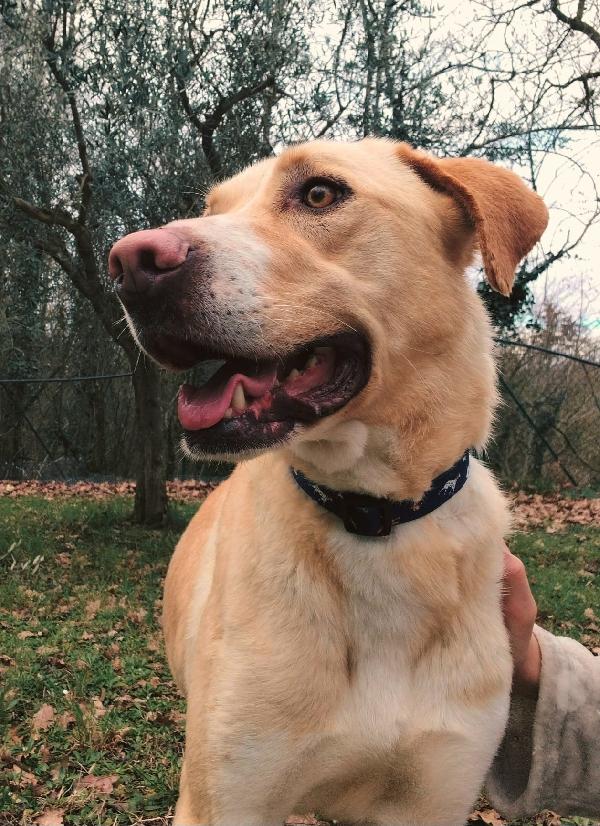 Lily 2 anni mix labrador  Foto 2