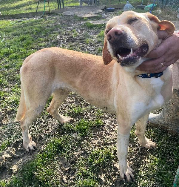 Lily 2 anni mix labrador  Foto 3