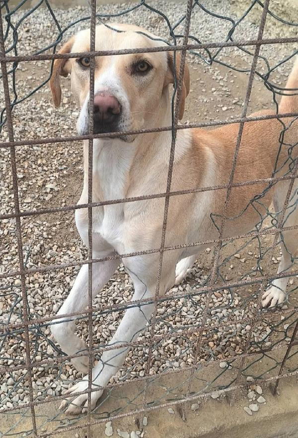 Lily 2 anni mix labrador  Foto 5