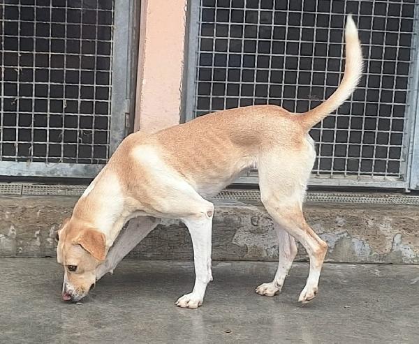 Lily 2 anni mix labrador  Foto 6