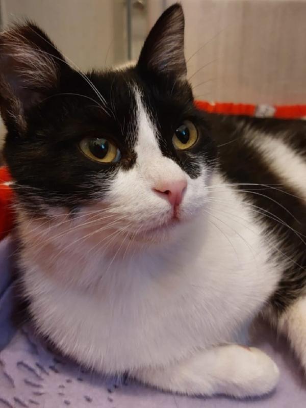 Saretta 15/18mesi nera/bianca SOS CASA ROMA Foto 3