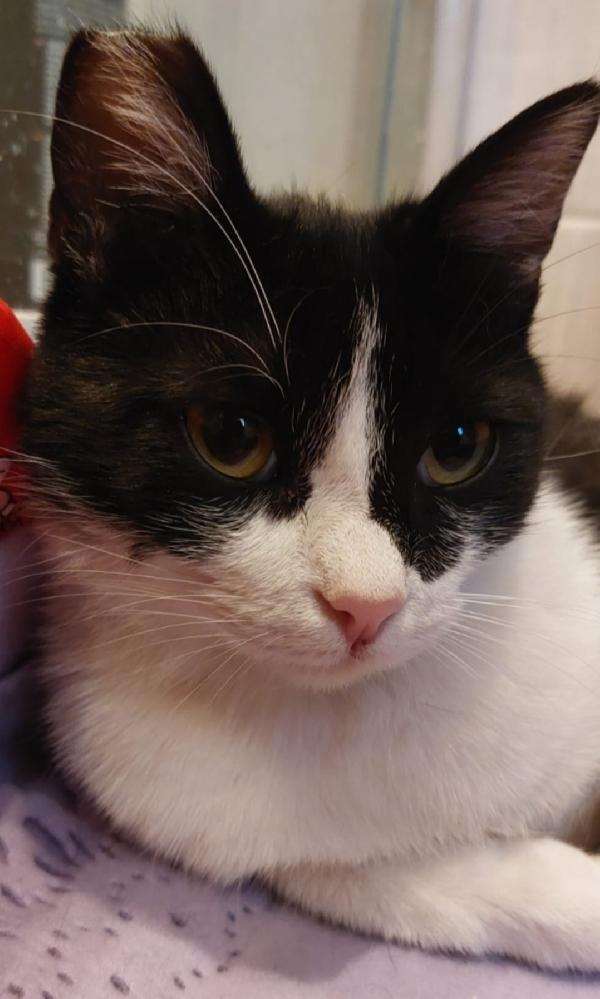 Saretta 15/18mesi nera/bianca SOS CASA ROMA Foto 4