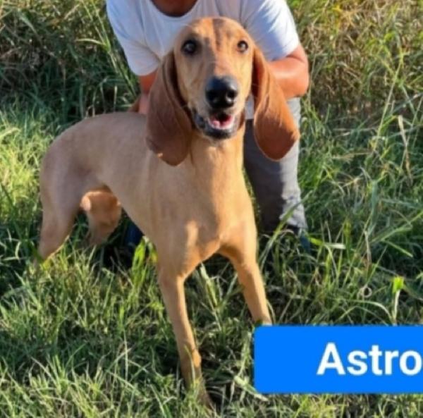 Astro Segugio Splendido 2Anni E 1/2 Salvato Coi Fratelli Veneto