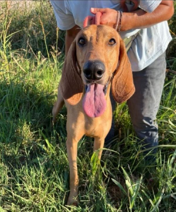 Astro Segugio splendido 2anni e 1/2 salvato coi fratelli VENETO Foto 2