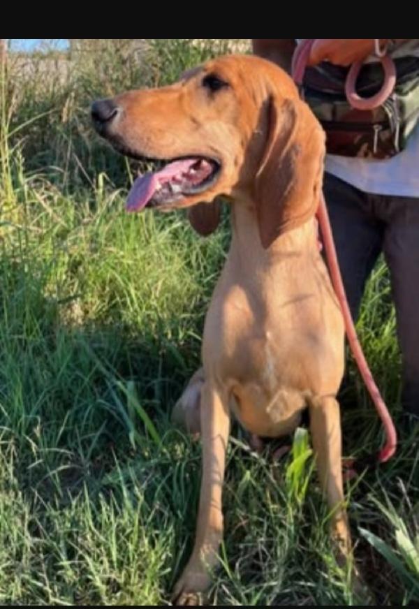 Astro Segugio splendido 2anni e 1/2 salvato coi fratelli VENETO Foto 3