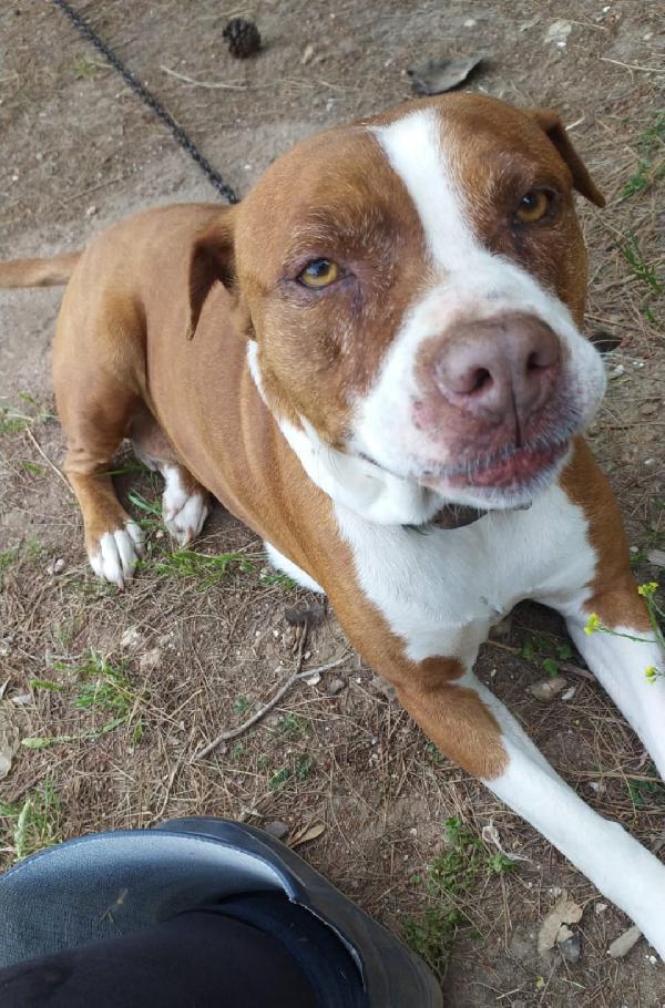 Amstaff Super Adulta Buonissima Vive In Roulotte. Sardegna 