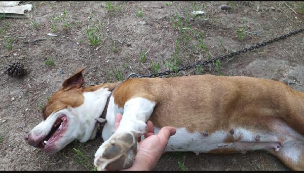 Amstaff super adulta buonissima VIVE IN ROULOTTE. SARDEGNA  Foto 4