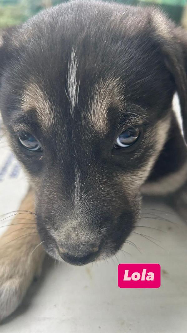 Lola Dolcissima Cucciola Lupetta
