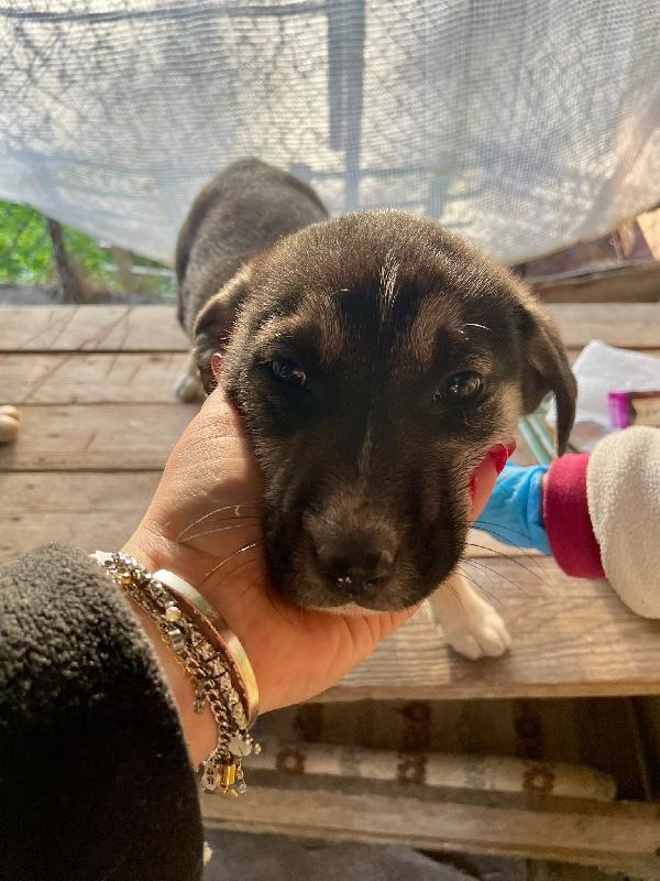 Lola dolcissima cucciola lupetta Foto 2