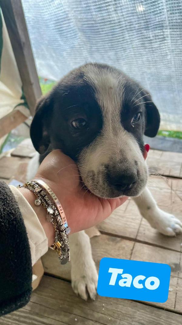Taco Un Cucciolo Meraviglioso 