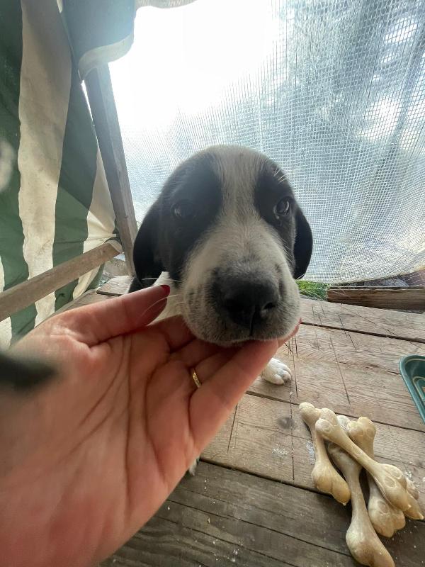 Taco un cucciolo meraviglioso  Foto 3