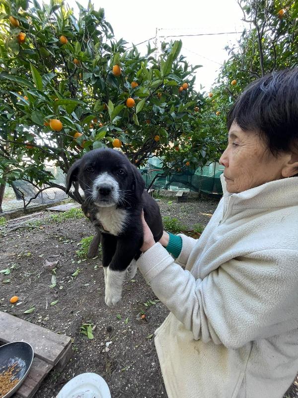 Thor un cucciolo bellissimo Foto 2